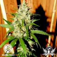 Bodhi Seeds Lemon Zinger